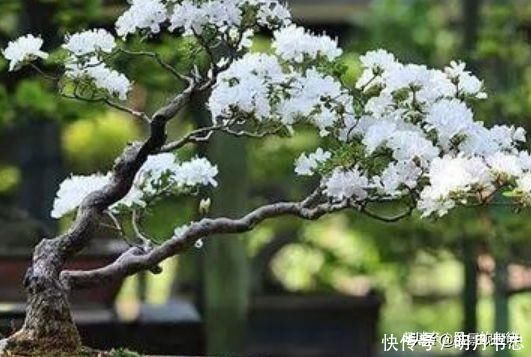 菩提树|这三种植物最适合做“盆景”,高端上档次,有钱人的最爱