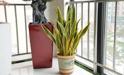 绿植|家里养了5种绿植,门窗紧闭也不怕,净空气,增氧气,健康无忧