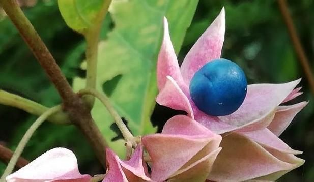 摘几片叶子揉一下,即可止痒,当凉茶喝,上火即见效,人称鬼灯笼