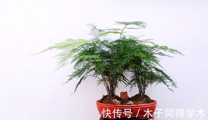 阳台上|盆栽养文竹,靠抓住这4点促生长,保管植株不黄叶烂根
