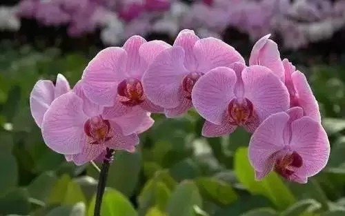 瑞香花|全国56市市花,太美了