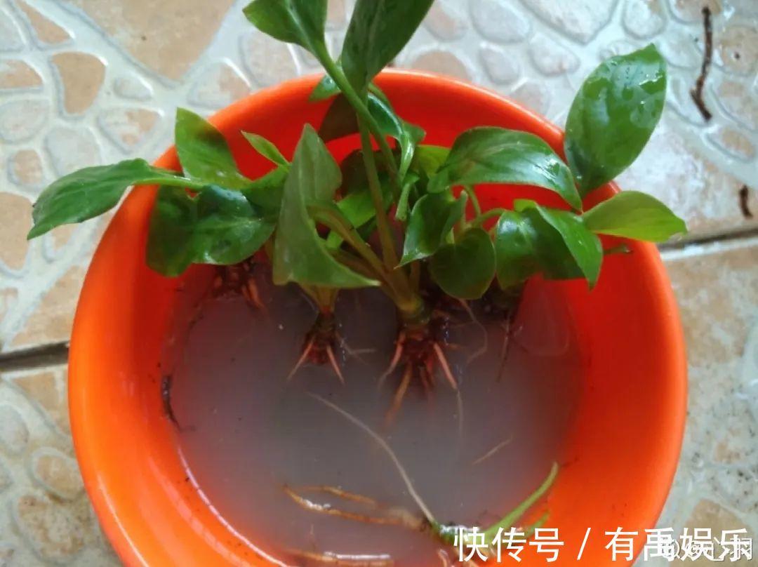 公认难养的20种花,养一盆死一盆,下次还敢买