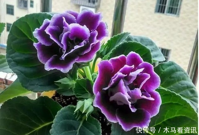 扦插|“4种花”不用花钱买随便剪个枝,“插”土里就活,10天就生根