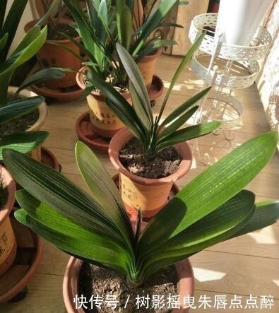 春天养君子兰，“多晒”好，还是少晒好别弄错，否则又为开花愁