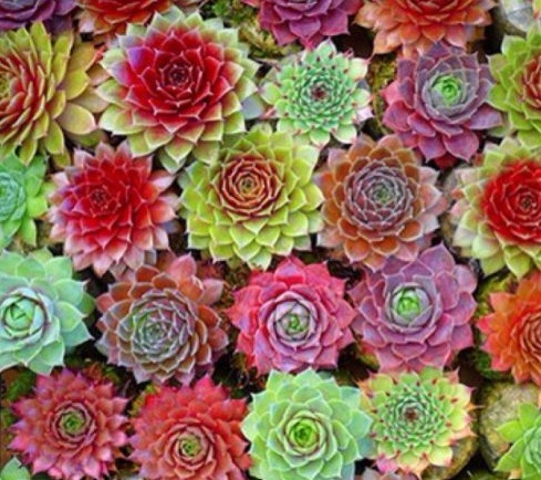 丢在石缝中也能生长的多肉盆栽,大半年不管还爆盆,美极