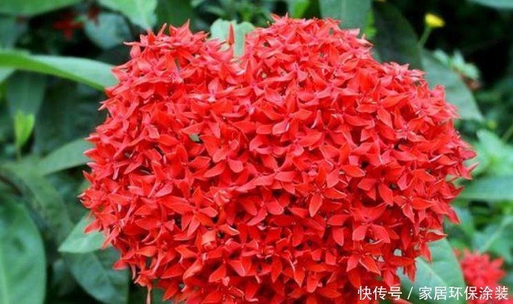 4种花现在养刚刚好,开花爆盆很简单,漂亮极了