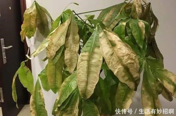 10种花,春天不能晒,躲屋里最安全!10种花,春天不能晒,躲屋里最安全!