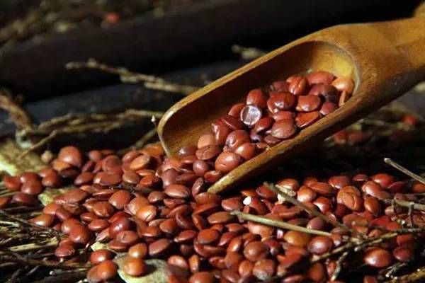 酸枣仁汤|治疗失眠，不要再迷恋万能的“酸枣仁”了，吃多了可能“上瘾”？