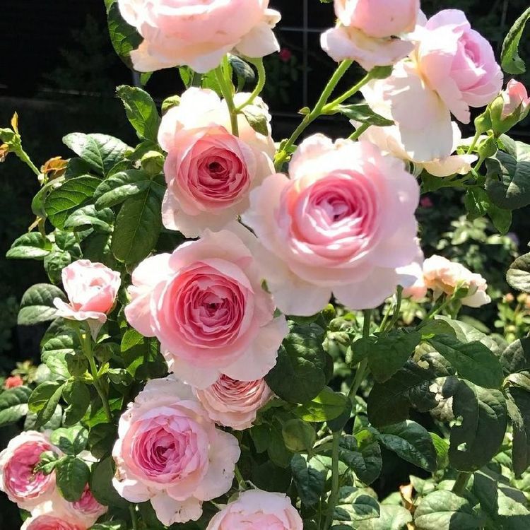 最好养的月季花，养护容易，四季开花，可以阳台盆栽，值得入手