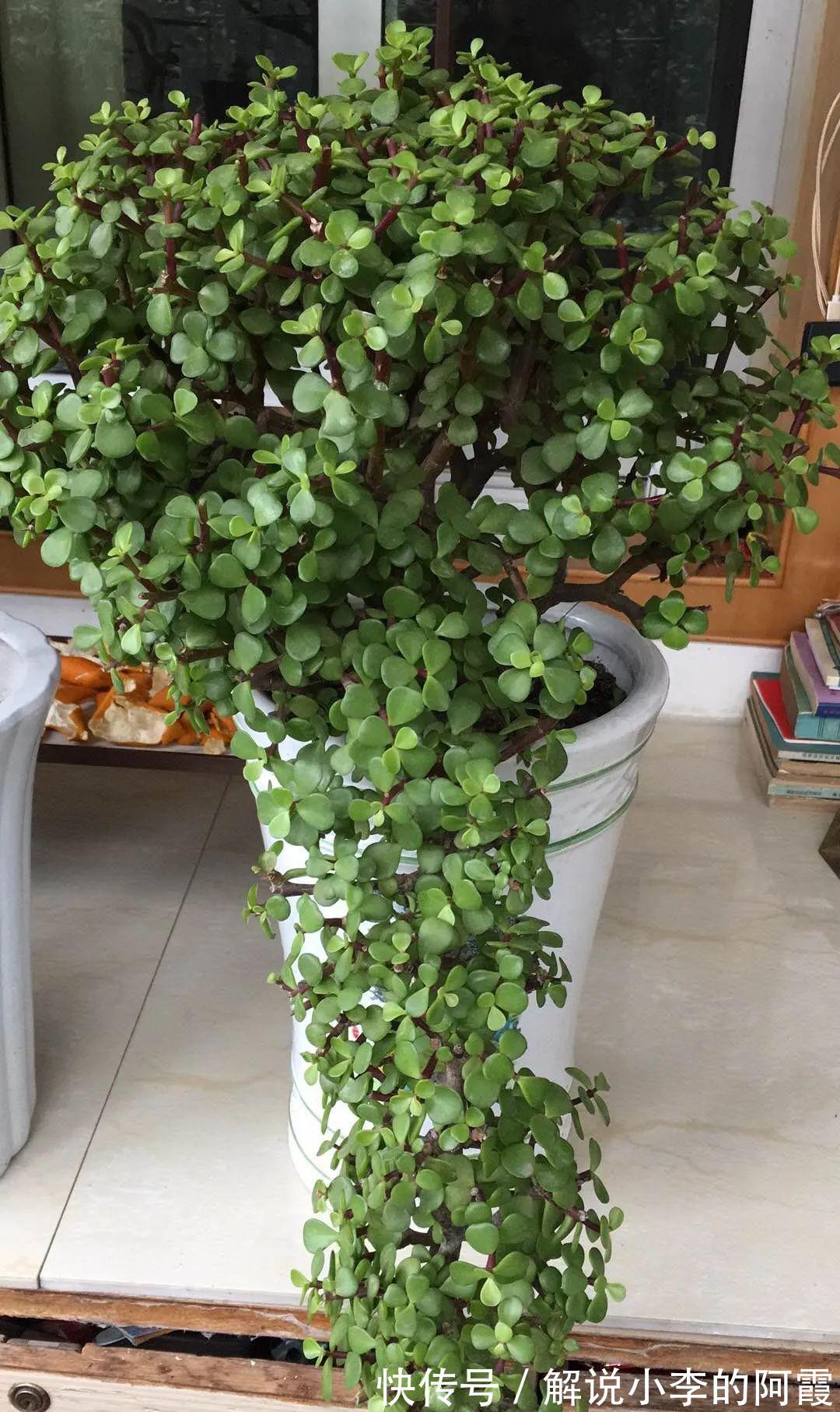 姐姐家的蓝雪花,竟然满盆开红色,变异了吗