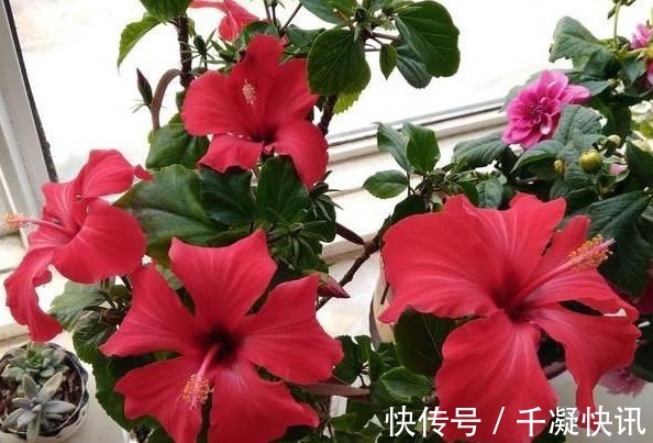 花朵|4种“劳模花”，花期365天全年不休，养在室内一整年都有花赏