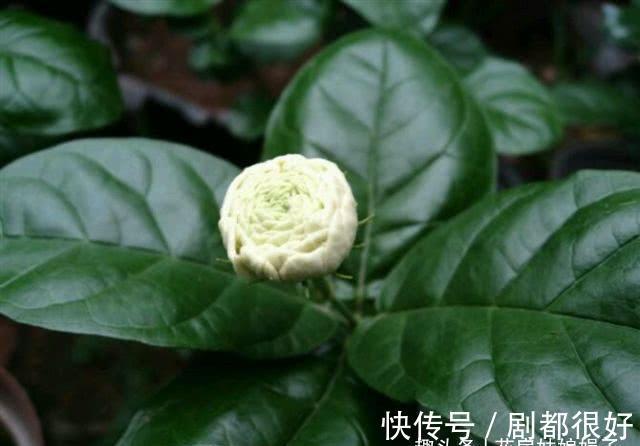 虎头茉莉虽然养殖难度大,但做好这几点,也能轮番开花赛牡丹