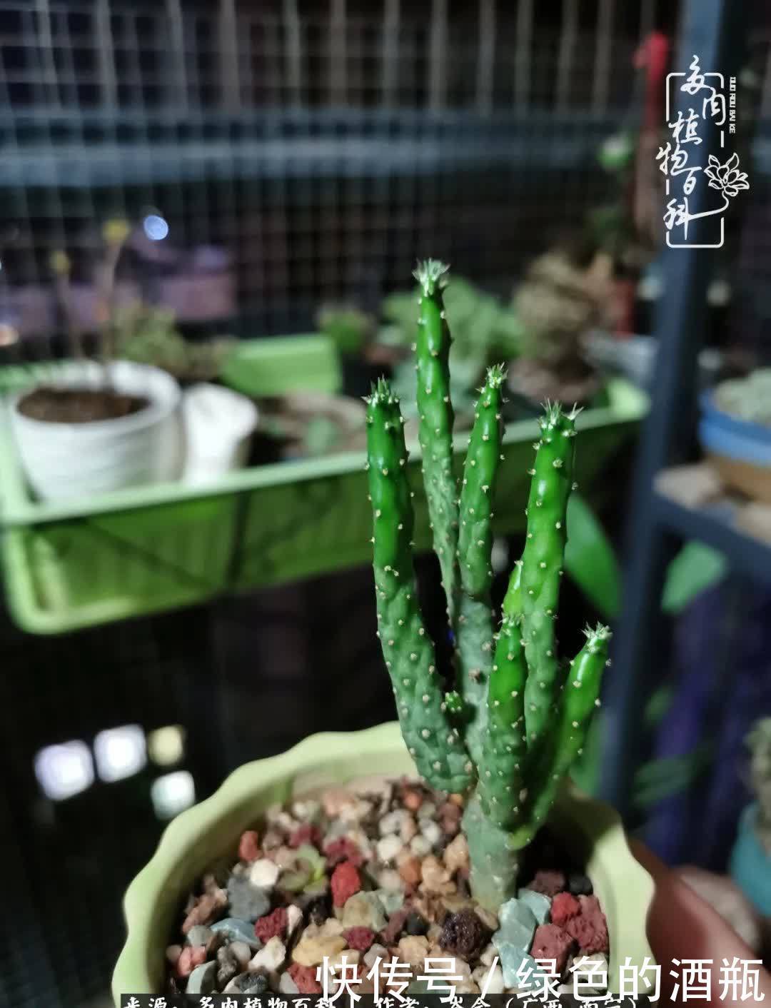 无关利益,不计得失,多肉给了我不一样的感受温暖的方式