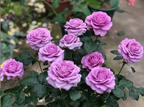 月季花新叶出现这种现象时，要及早矫正！