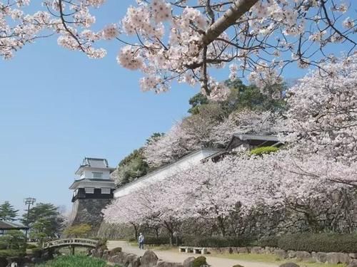 日本47个都道府县，一处一个最佳赏樱地点（前篇）