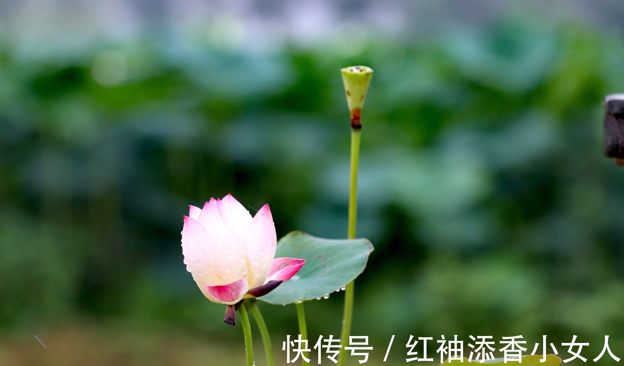 藕意|菡萏含情羞答答,莲心结藕意长长:夏日咏荷诗词六首