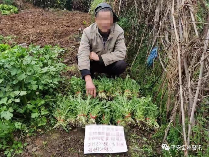 别乱种“菜”了，全州有两人种“菜”1300余株被依法处理