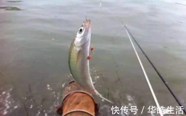 钓友|不怕杂鱼闹,就怕它不到!没有小杂鱼闹窝的野钓更要找原因