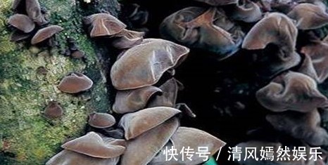 食物|聪明人爱吃的食物,补血润肤,清热排毒,消除疲劳,延缓衰老