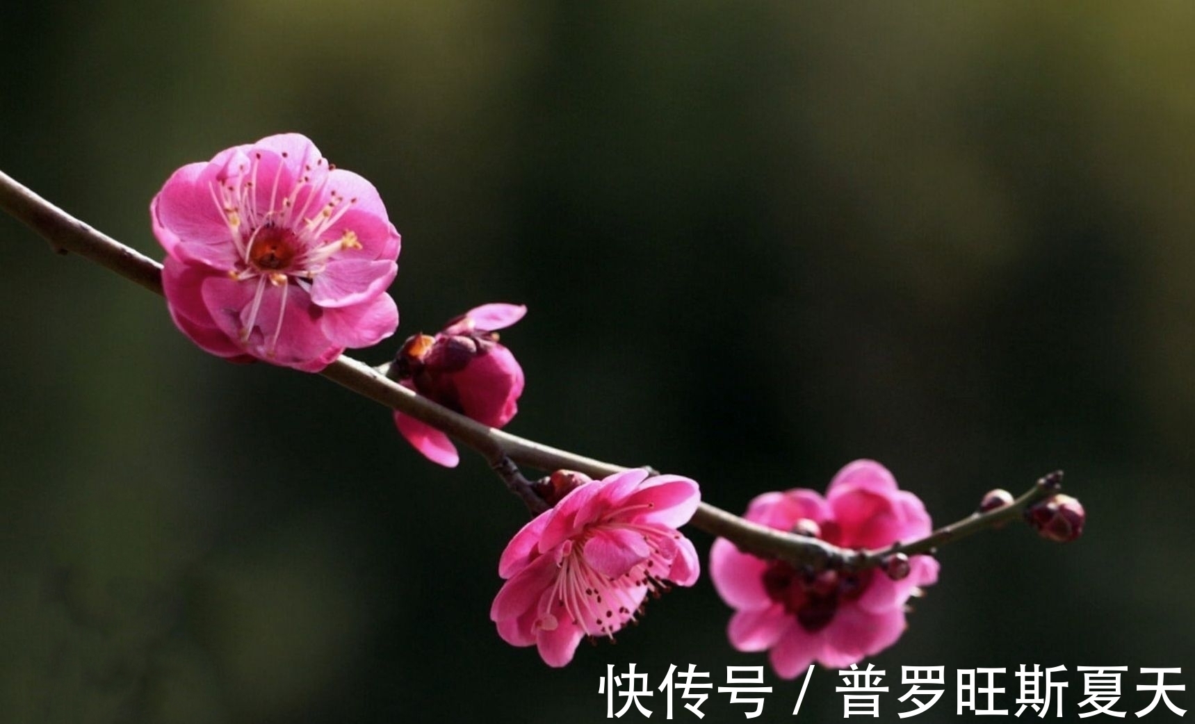 微雪$人气很高的10首咏梅诗,第一首非常励志,最后一首风骨高坚