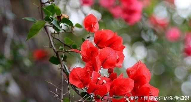 三角梅|三角梅有“三怕”,避开安全度夏,冒新芽齐开花,养成盆景小老桩