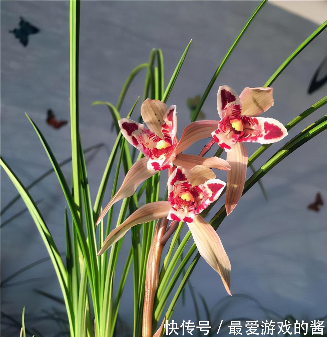 杂交兰花|开花酷似兔子耳朵，曾价值30万1苗，带你认识兰花玉兔彩蝶