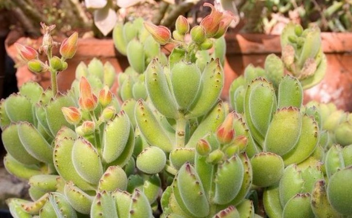 爪子|多肉植物红爪子，盆栽牢记3点，长得毛绒绒，肥美厚实