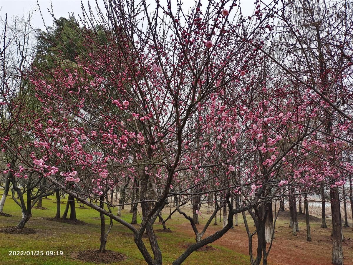 红梅傲雪|春节期间，汤湖公园室外游园活动正常开放