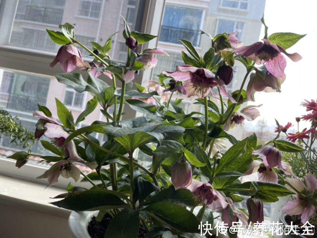 茶花|年前不敢买的“贵货花”，现在捡漏，价格低到“不可思议”