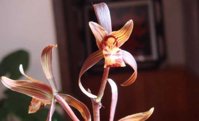 兰花花期过后,要不要剪花,要的话,该怎么剪