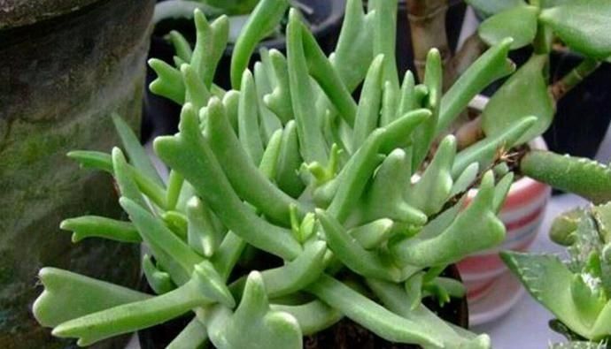快刀乱麻,不走寻常路的多肉植物,不算呆萌,但让人印象深刻