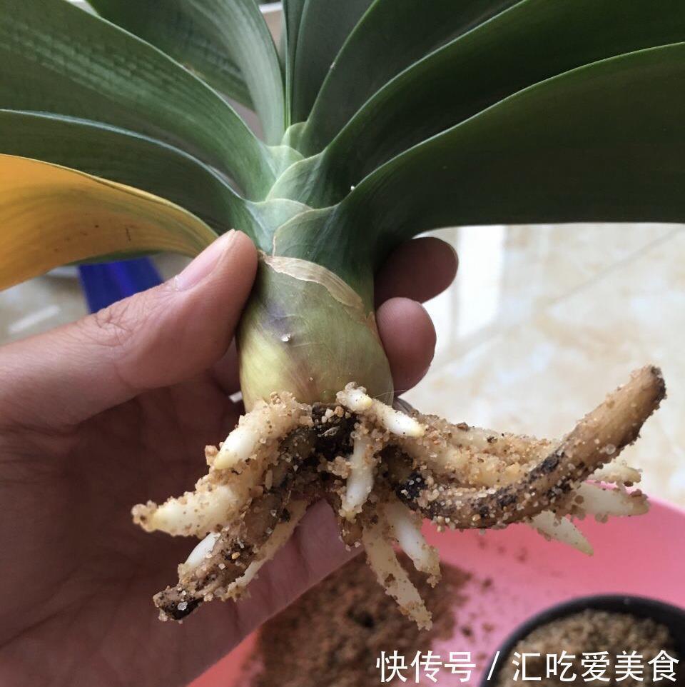 河沙|给裸根君子兰“催根”,教你3个方法,养40天冒出“大粗根”