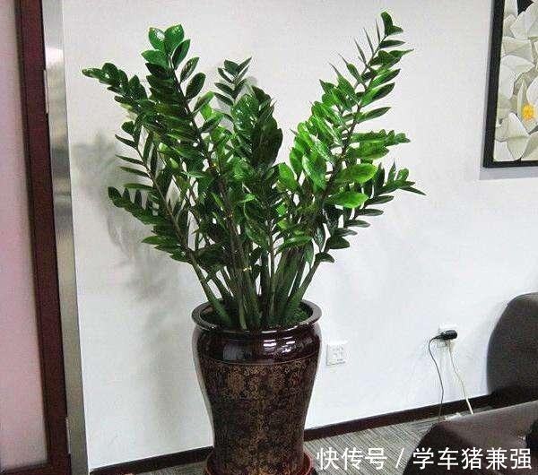 这2种树能招财,花市卖的不便宜,其实自己能扦插,几天就能发芽!