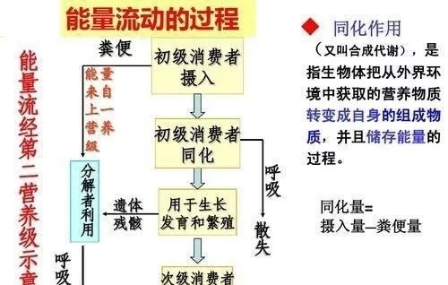 肉食狗养殖_肉食动物_肉食女喜欢草食男还是肉食男