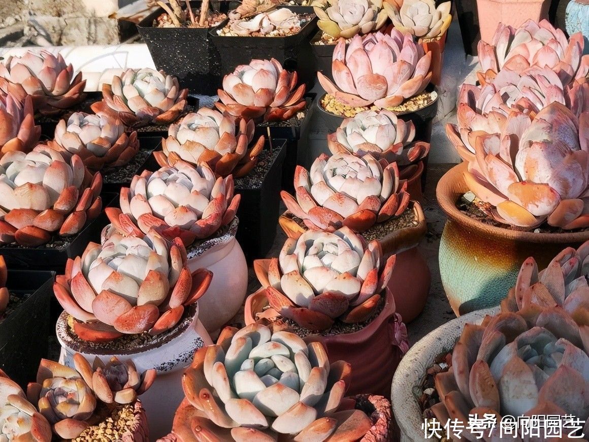 橙梦露养成大包子，很简单，换成全颗粒，少浇水，很快变包子