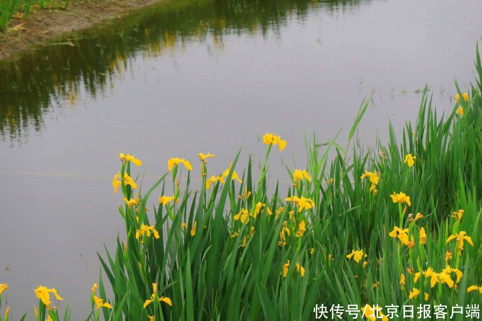 伊人|所谓伊人，在水一方！大运河森林公园朵朵黄菖蒲优雅绽放