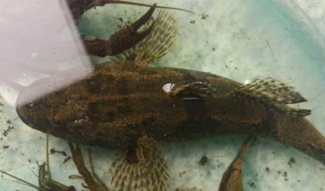 就别错过|去菜市场买鱼的时候,如果看到这四种淡水鱼,千万不要错过