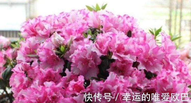 香雪球|家养这些花，好养易爆盆，花色清新又美丽，懒人也能轻松养爆盆