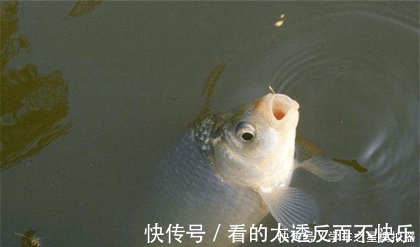 冬季钓鱼有秘诀“9字秘诀”看懂冬钓套路，天冷也能连竿上鱼！