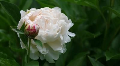 所谓名中医,往往口是心非、表里不一!附老中医黄煌20条经典语录