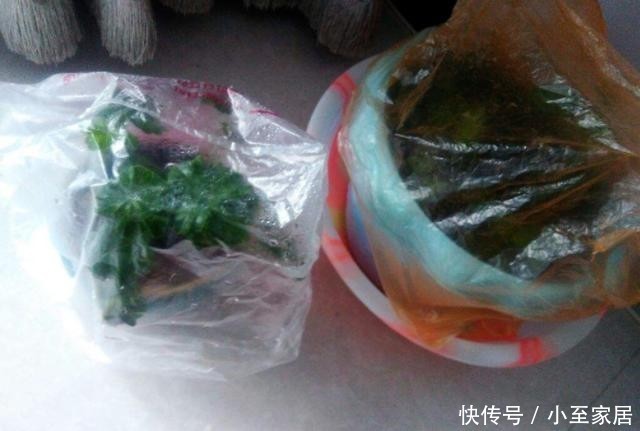 花盆|塑料袋用完先别扔,套在花盆上,用处多多!