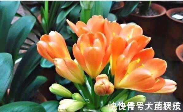 新根|君子兰,不长叶子,不开花用上1个狠招,俩月花箭窜出来