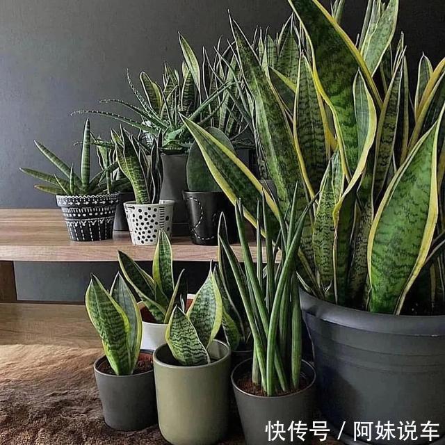 寿命长|客厅养花就选这六种，寿命长、寓意好，省心又好养，你家养了几种