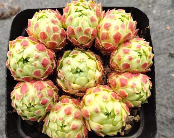 夏季养多肉需要换土,按照5步修根缓苗,新手小白皆可轻松上手