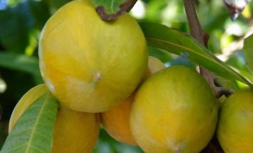 疏通血管|吃了更年輕的食物，不可忽略，疏通血管，降壓降脂，抗菌消炎