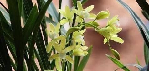 花卉|这种花,比茶花漂亮,比茉莉还香,年头开到年尾,比君子兰强多了