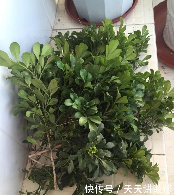 不停|养四季米兰,注意4件事,对它的生长大有裨益,不停长叶又开花