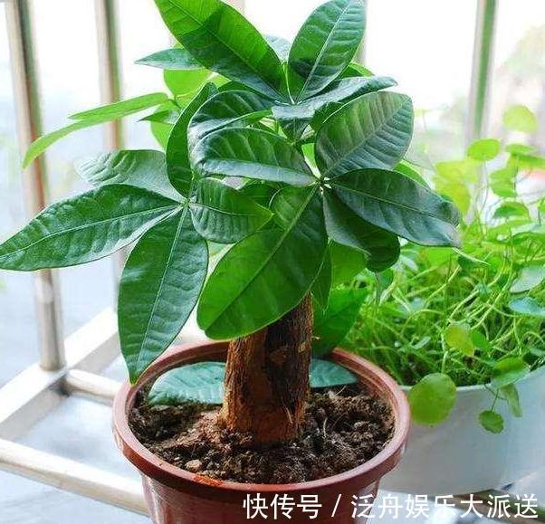 盆栽|这4款绿植可镇宅辟邪、美化庭院,有钱人盆栽首选,好看又好养