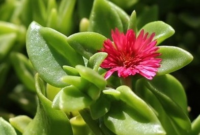 这花一根枝条就能活，花开的美不胜收，怎么养护你知道吗