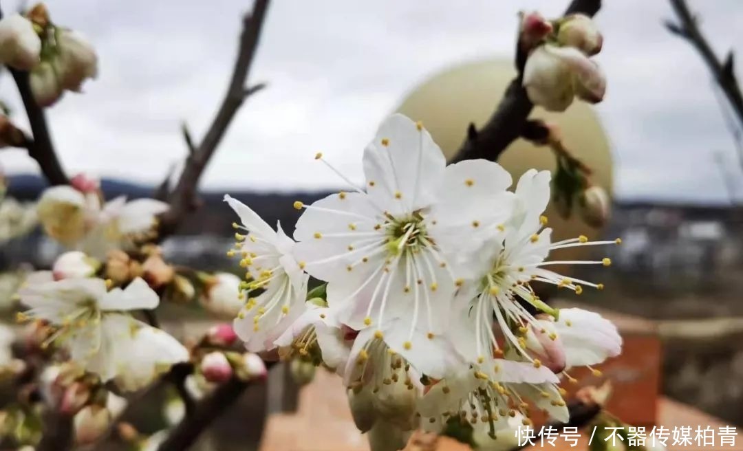 中年|春暖花开游贵州，“花花世界”惹人醉！